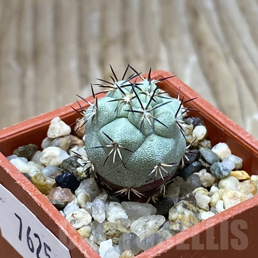 SH7625 Ortegocactus macdougallii - immagine 2