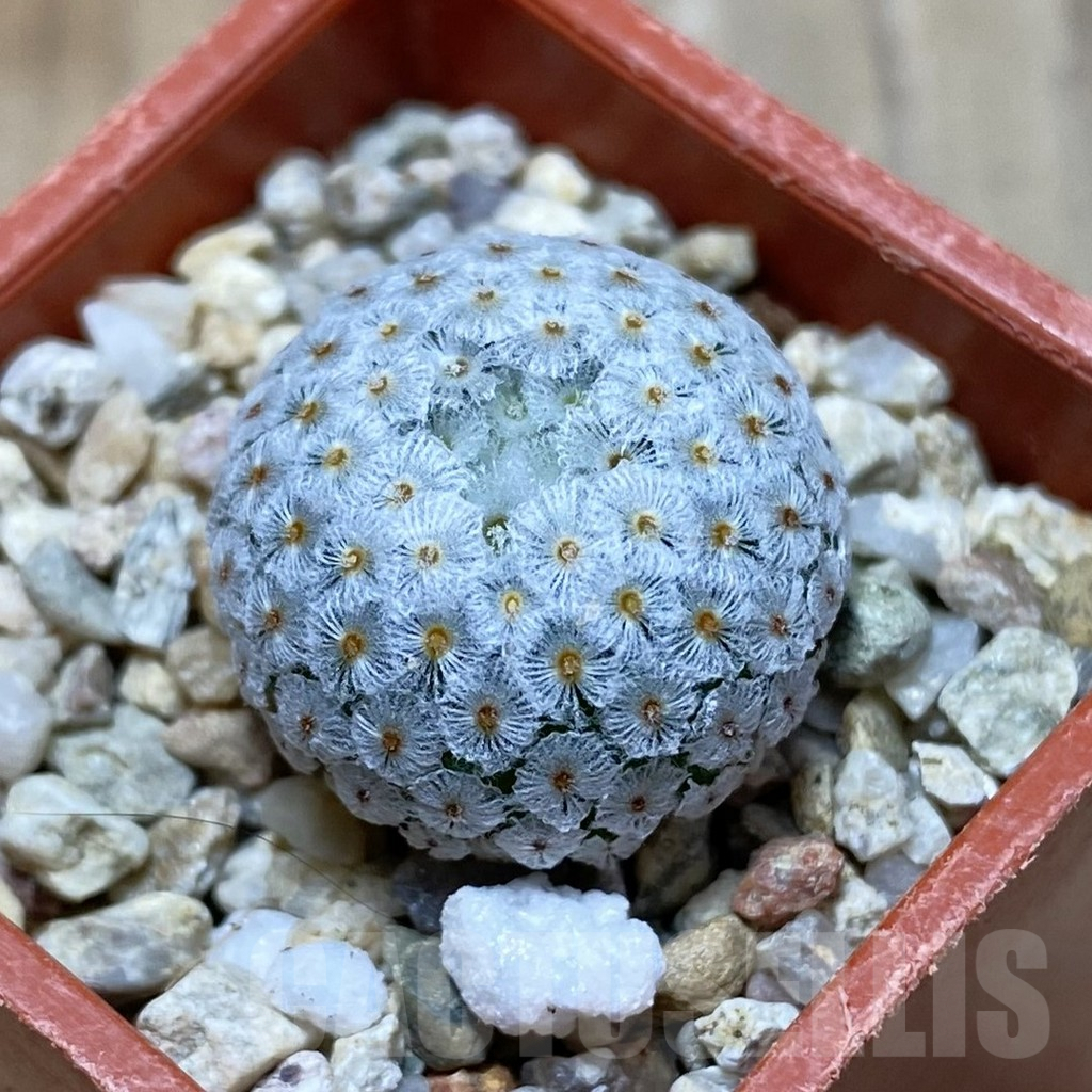 SH7619 Mammillaria breviplumosa GCG12500, own roots