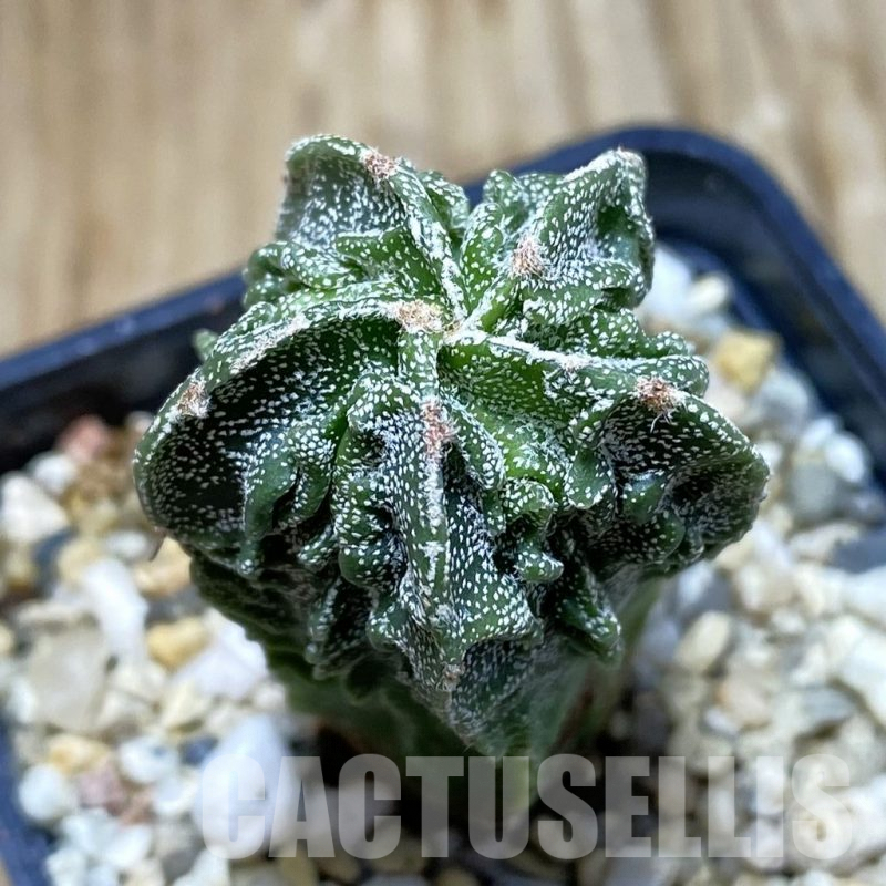 SH7634 Astrophytum myriostigma ‘Fukuryu’