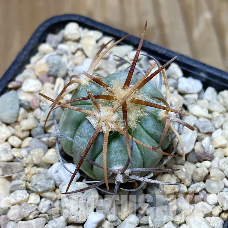 SH7635 Echinocactus horizonthalonius VZD 326