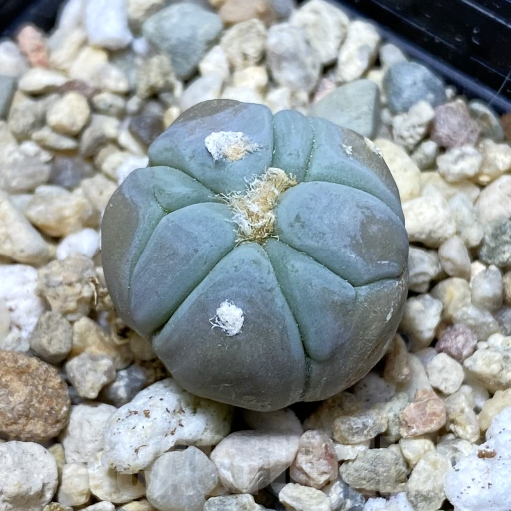 SH7636 Echinocactus horizonthalonius VZD 293
