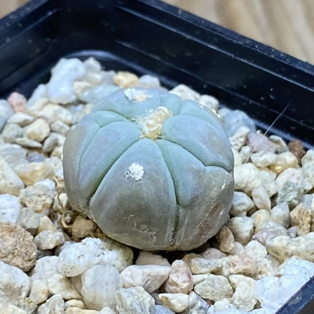 SH7636 Echinocactus horizonthalonius VZD 293 - Зображення 2