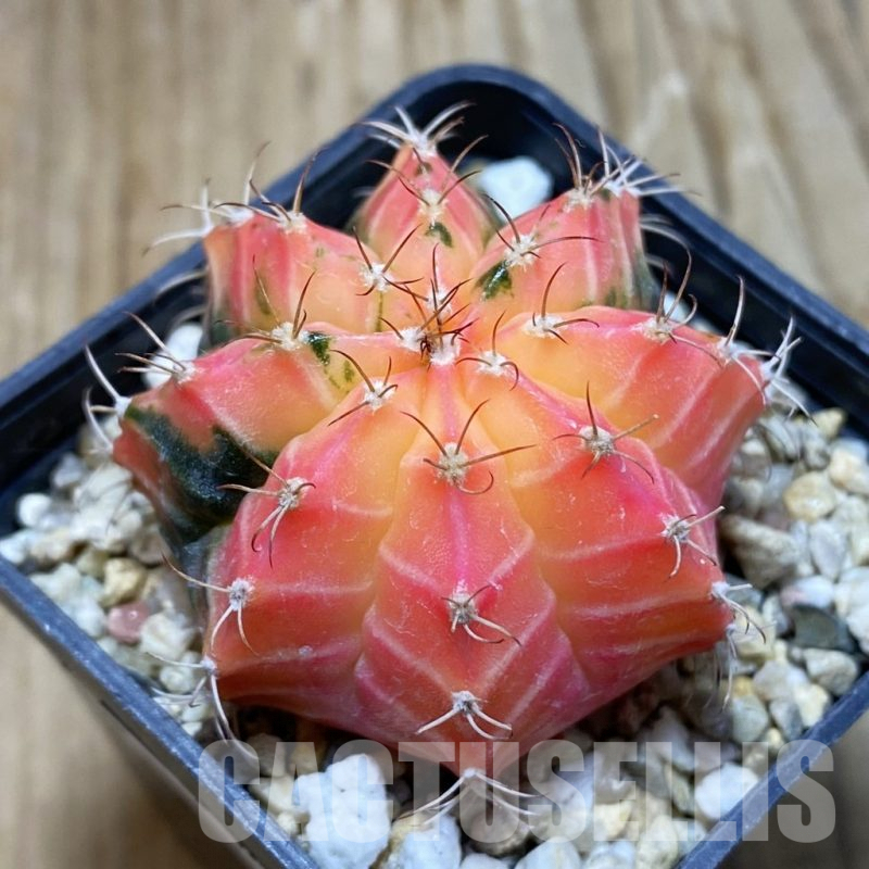 SH7637 Gymnocalycium mihanovichii f. variegata, seedling