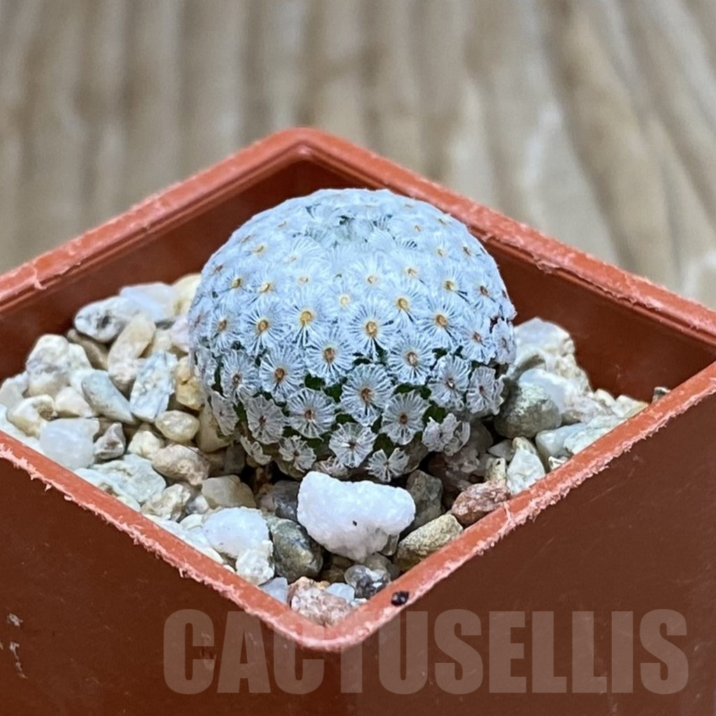 SH7619 Mammillaria breviplumosa GCG12500, own roots - immagine 2