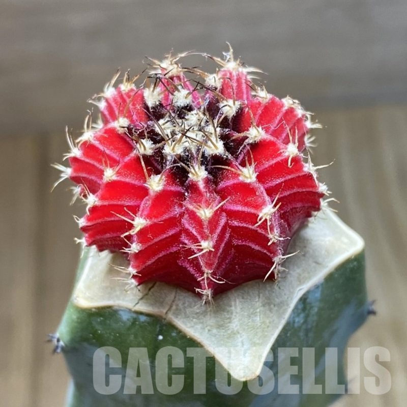 SH7639 Gymnocalycium friedrichii LB f. variegata, grafted