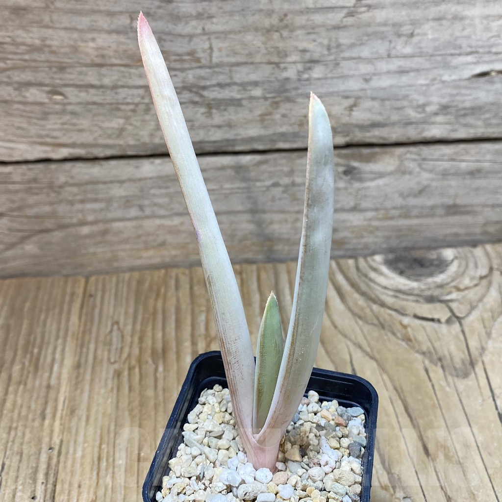 SH7646 Aloe plicatilis - Image 2