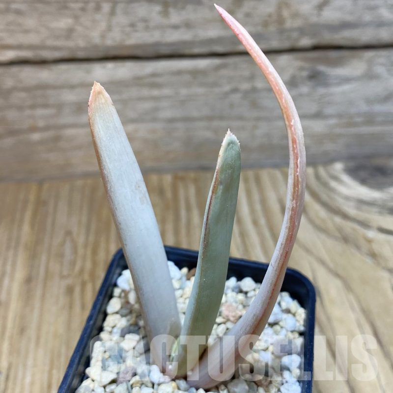 SH7647 Aloe plicatilis