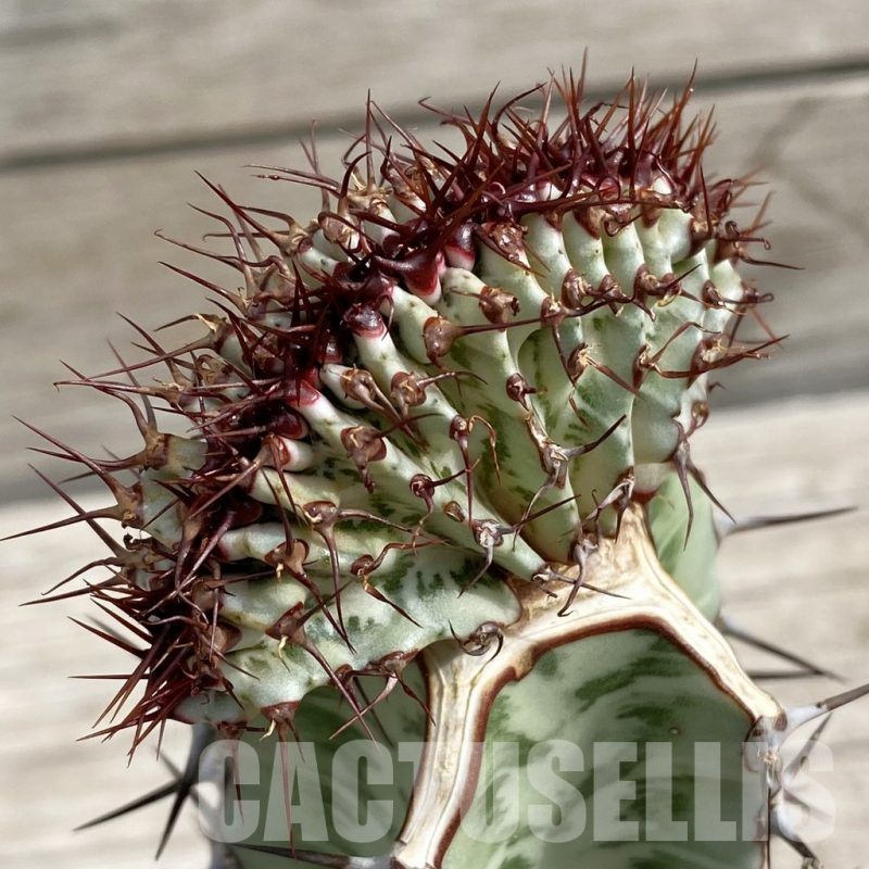 SH7648 Euphorbia confinalis f. cristata, grafted