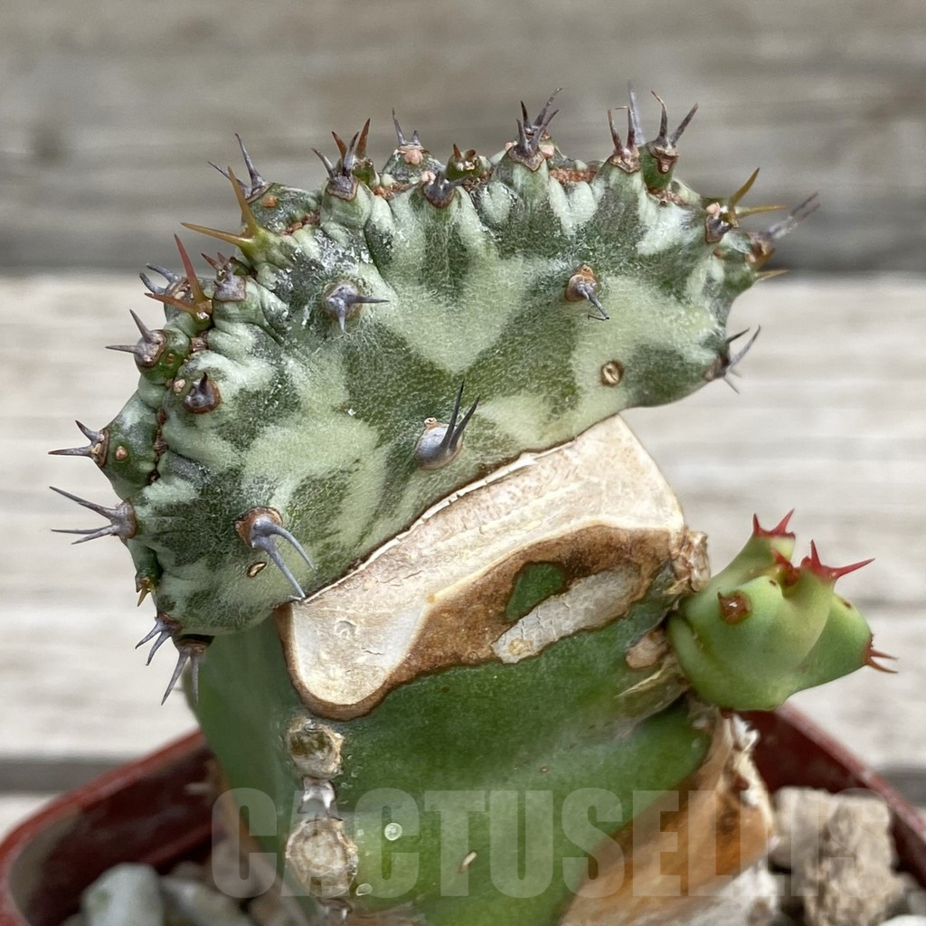 SH7650 Euphorbia horwoodii f. cristata, grafted