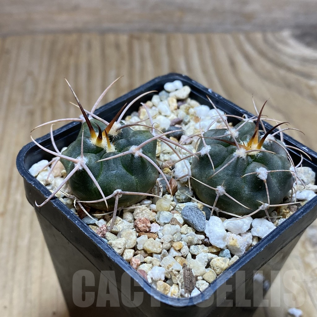 SH7749 Gymnocalycium tillianum VG 643, 2 plants - Image 2
