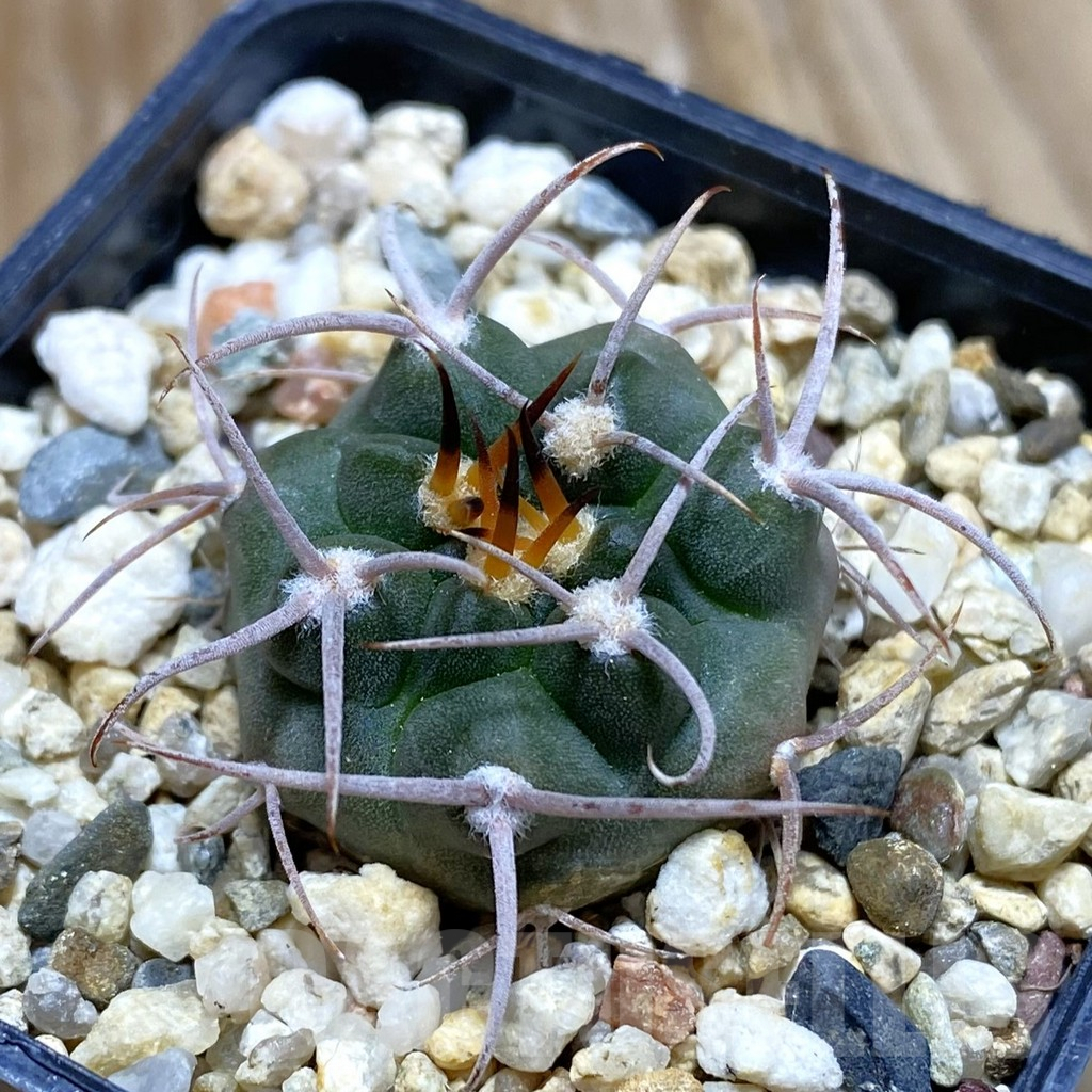 SH7750 Gymnocalycium tillianum VG 643