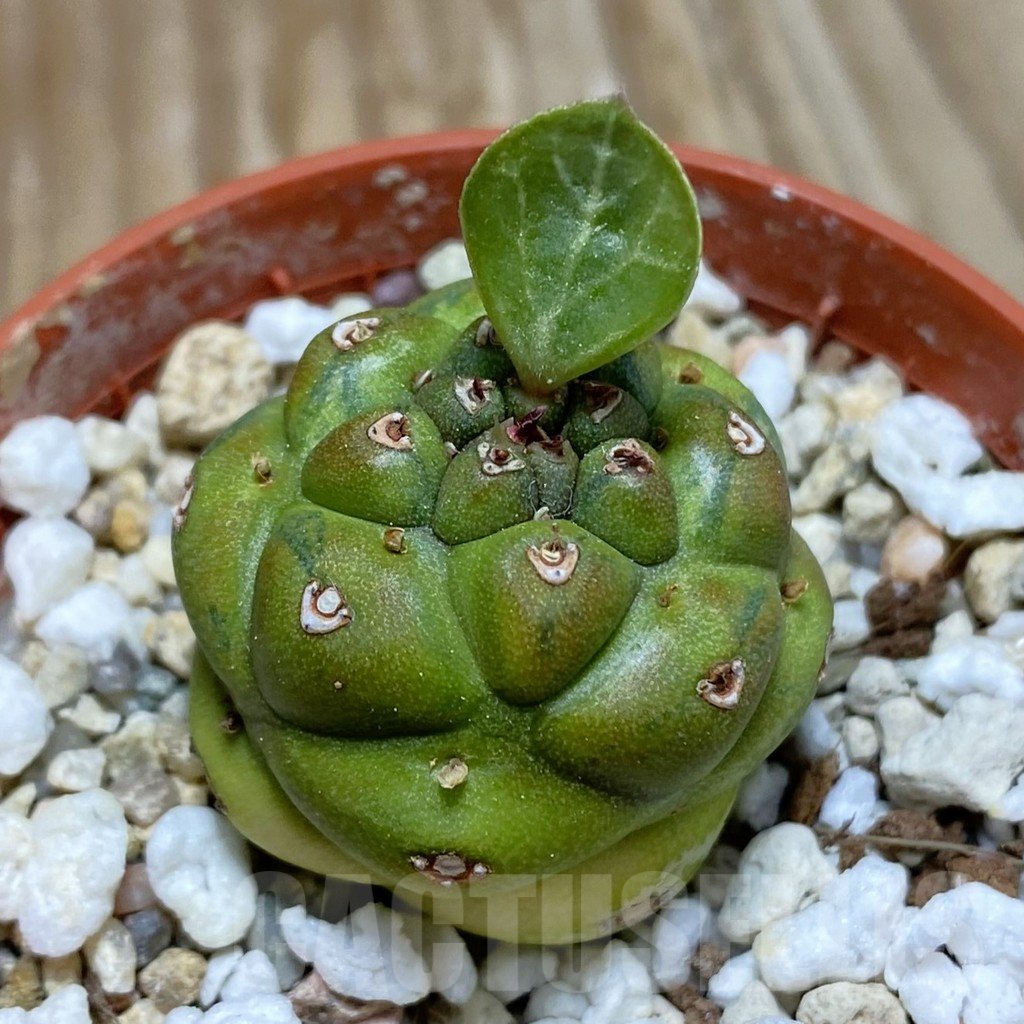 SH7787 Monadenium ritchiei f. variegata