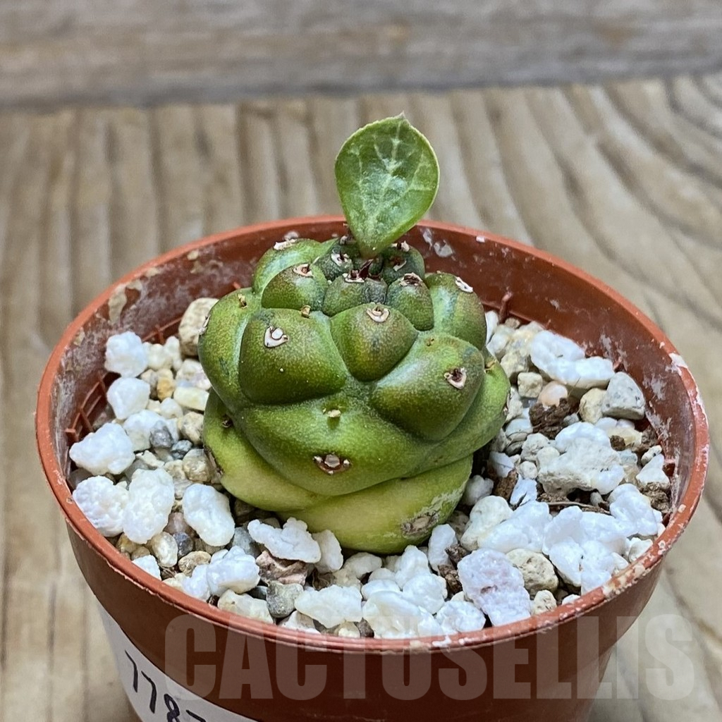 SH7787 Monadenium ritchiei f. variegata - immagine 2