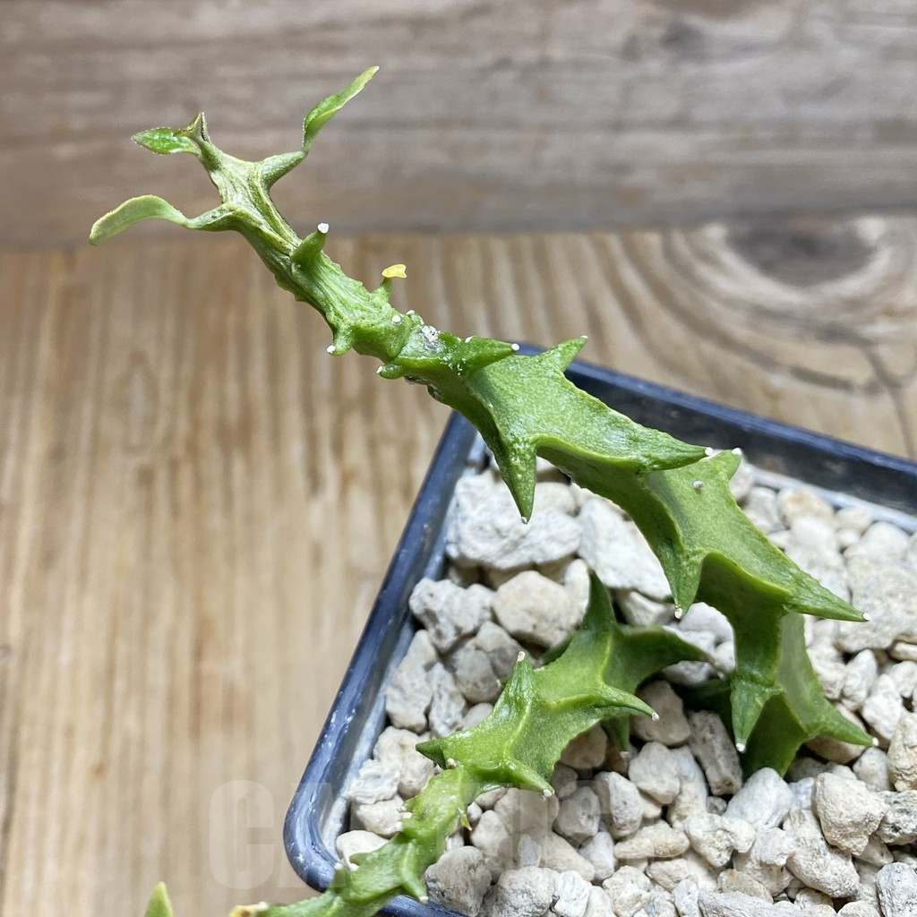 SH7793 Ceropegia simoneae ‘Green Form’, 2 plants