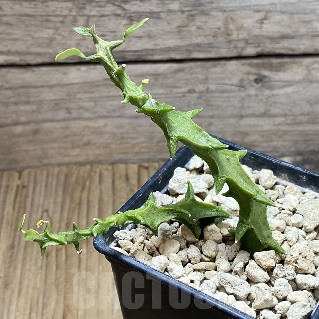 SH7793 Ceropegia simoneae ‘Green Form’, 2 plants – Image 2