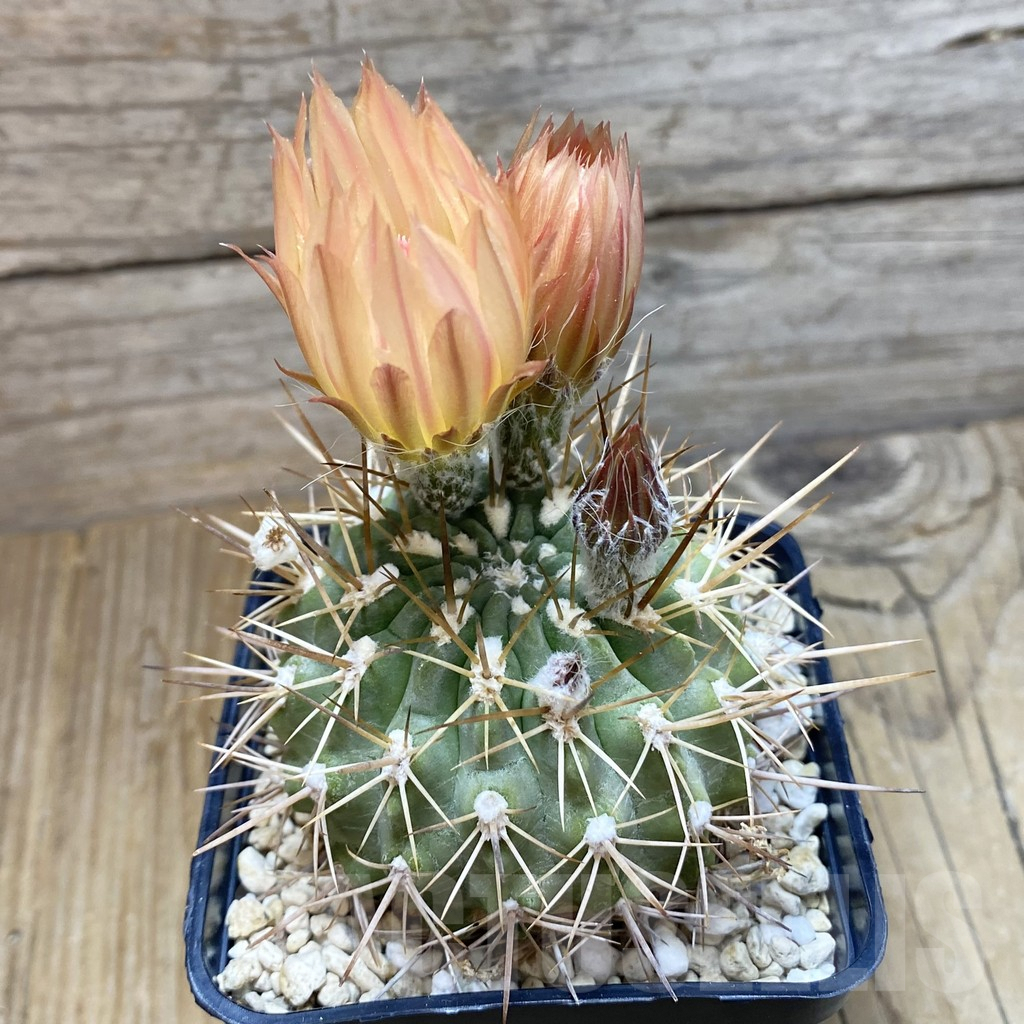 SH7804 Neoporteria deherdtiana