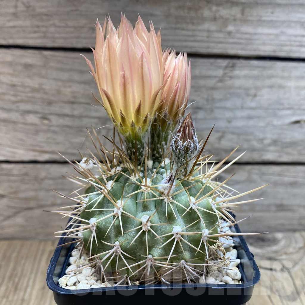 SH7804 Neoporteria deherdtiana - Image 2