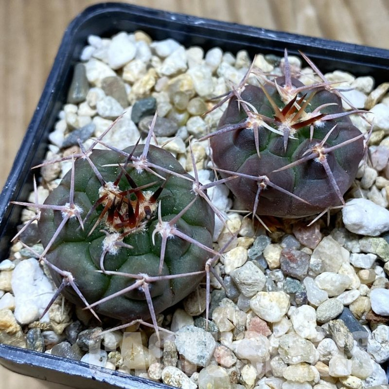 SH7751 Gymnocalycium simile TOM 265, 2 plants