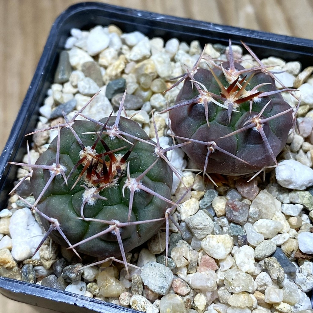 SH7751 Gymnocalycium simile TOM 265, 2 plants
