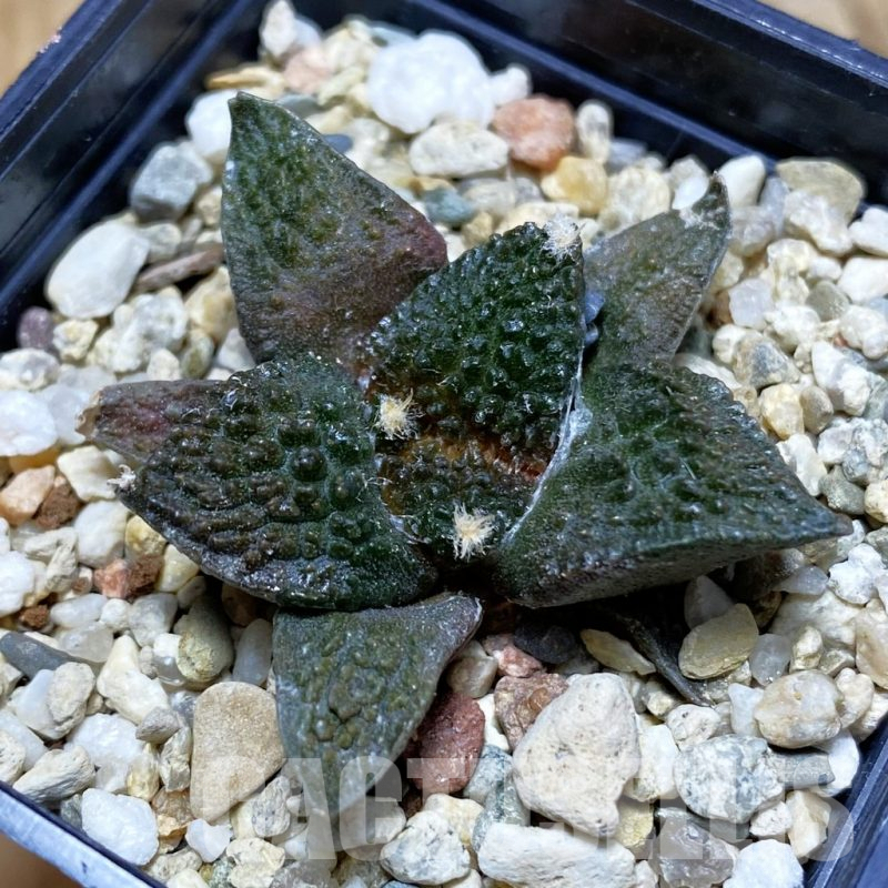 SH7809 Ariocarpus fissuratus ‘Godzilla’ hybrid, seedling