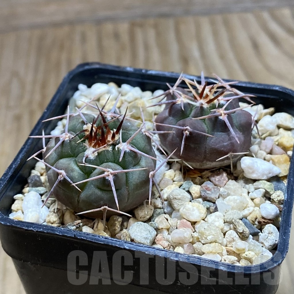 SH7751 Gymnocalycium simile TOM 265, 2 plants - Image 2