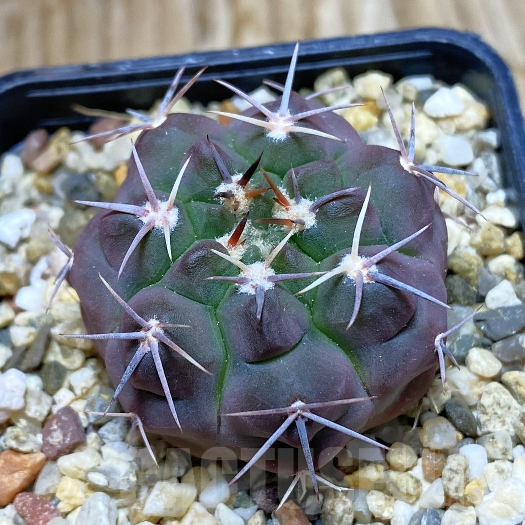 SH7752 Gymnocalycium simile TOM 265