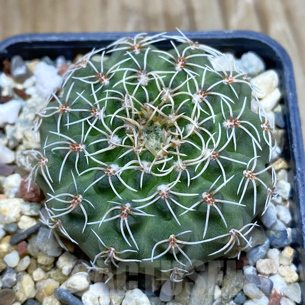 SH7753 Gymnocalycium stellatum v. albispinum