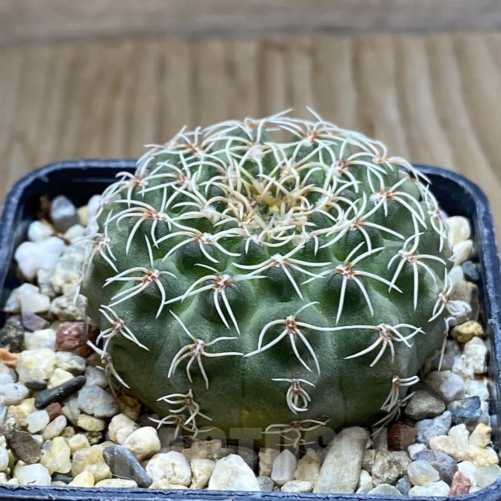 SH7753 Gymnocalycium stellatum v. albispinum - Image 2