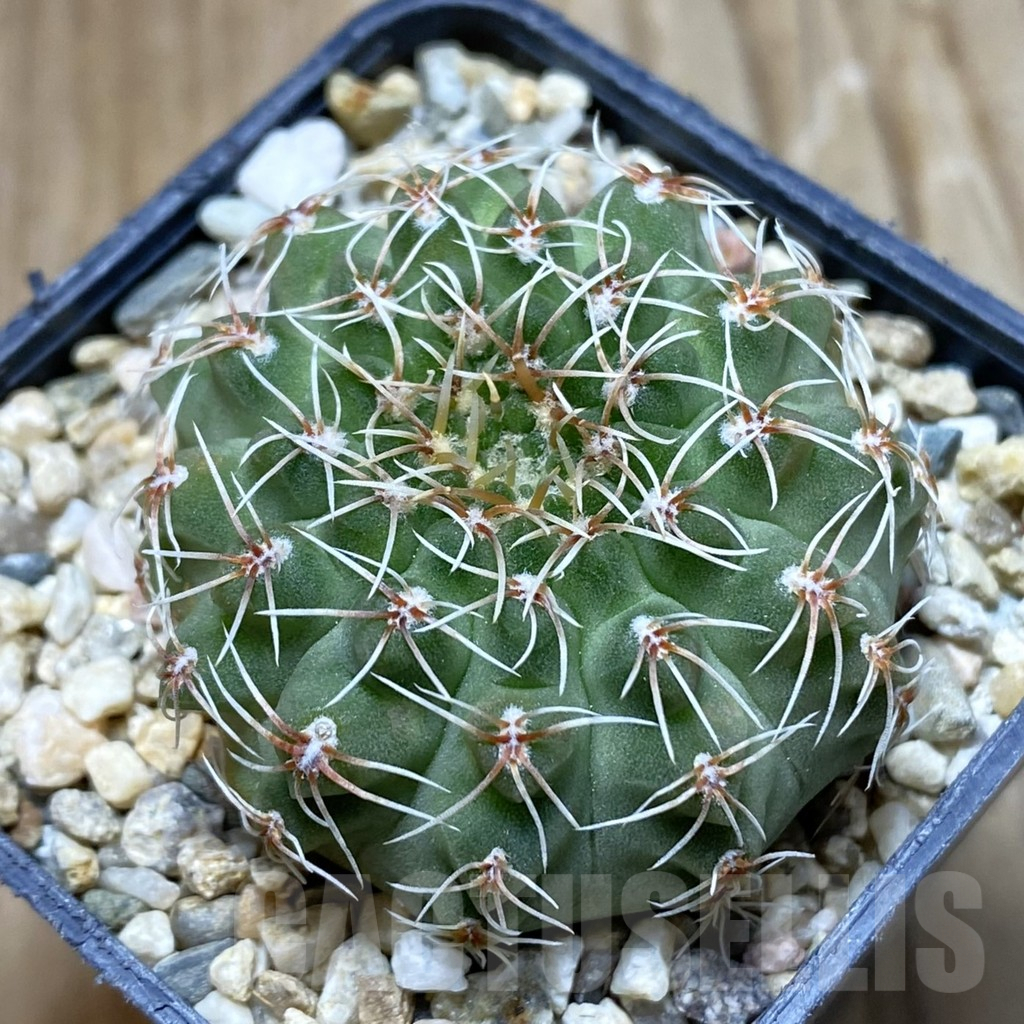 SH7754 Gymnocalycium stellatum v. albispinum