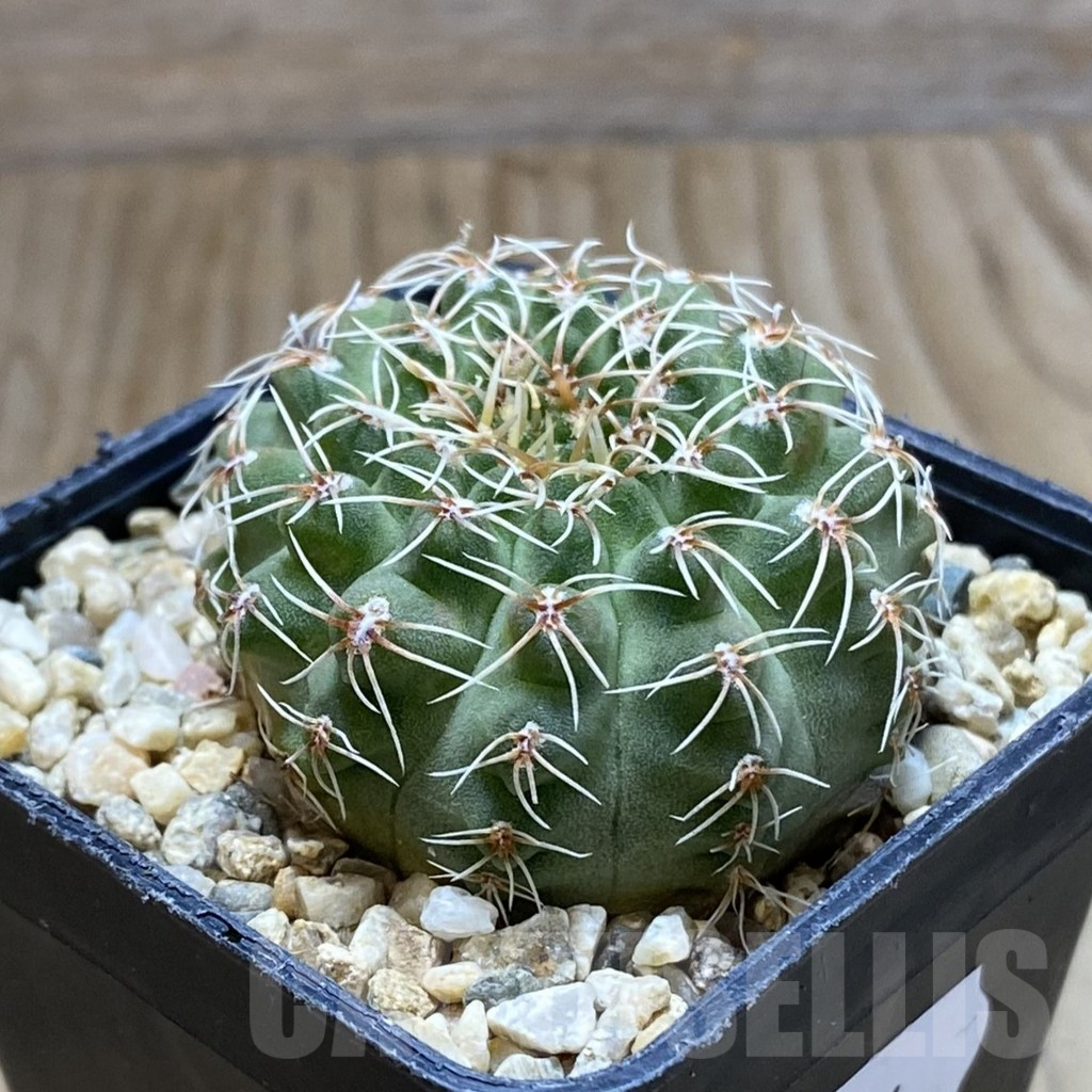 SH7754 Gymnocalycium stellatum v. albispinum - Image 2