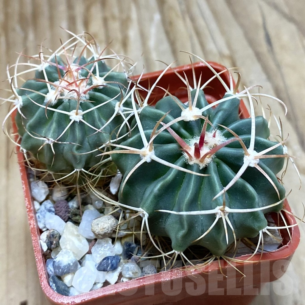 SH7755 Echinocactus texensis, 2 plants