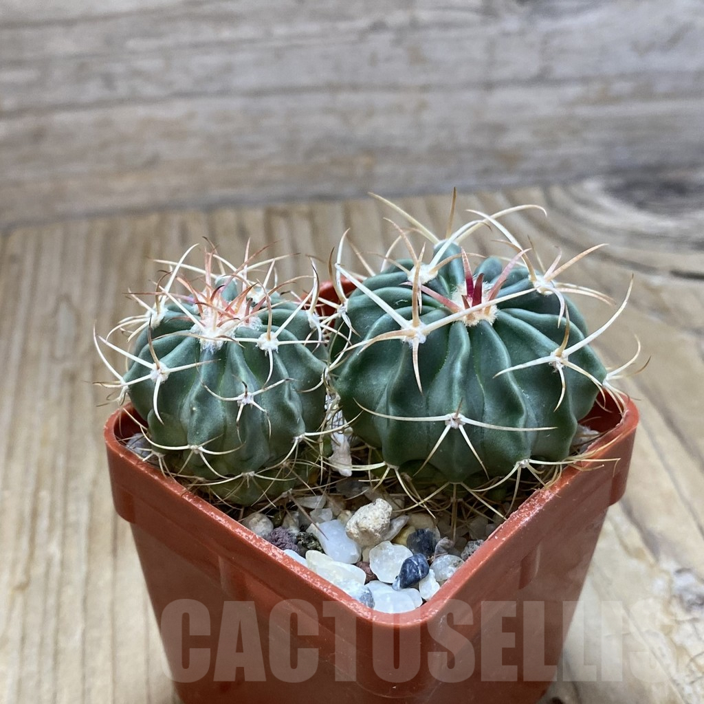 SH7755 Echinocactus texensis, 2 plants - 画像 (2)