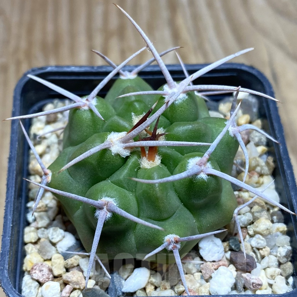 SH7747 Gymnocalycium mostii v. miradorense VG 463