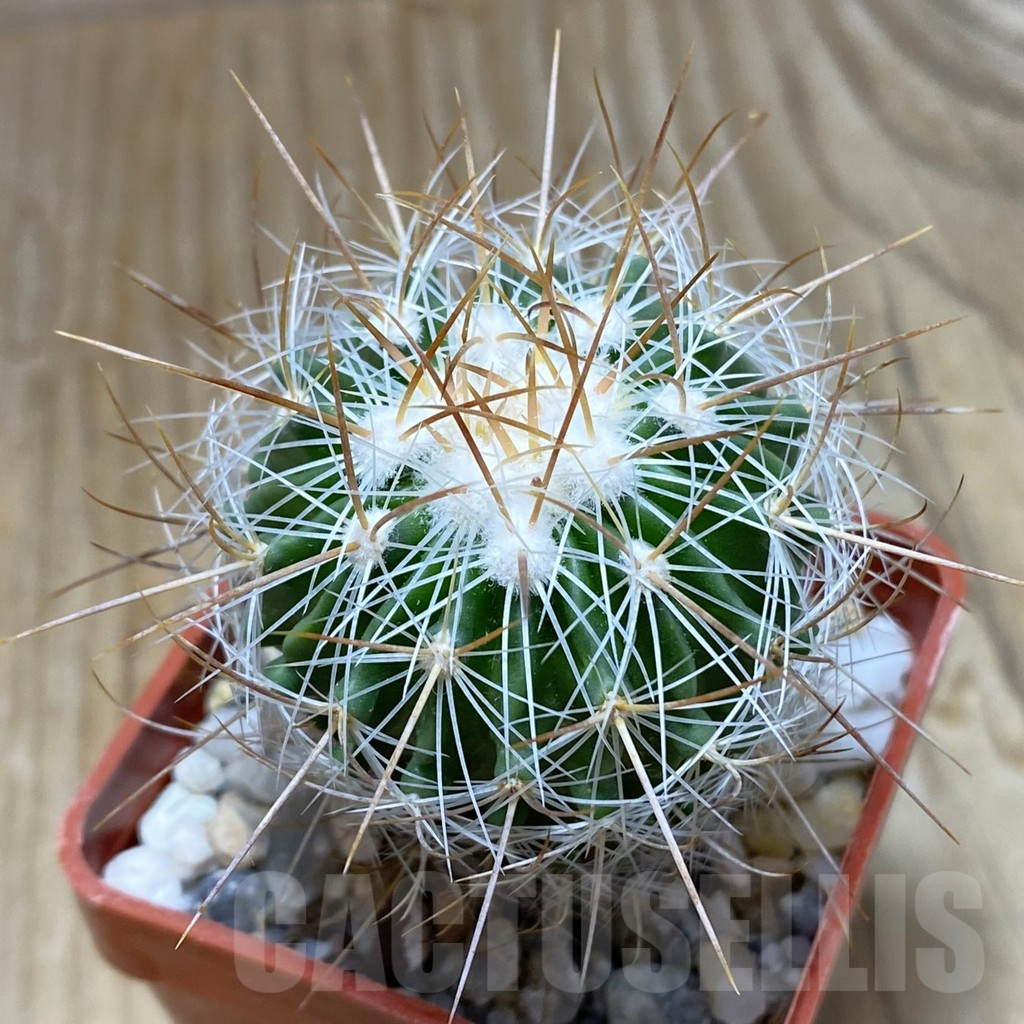 SH7756 Echinofossulocactus vaupelianus