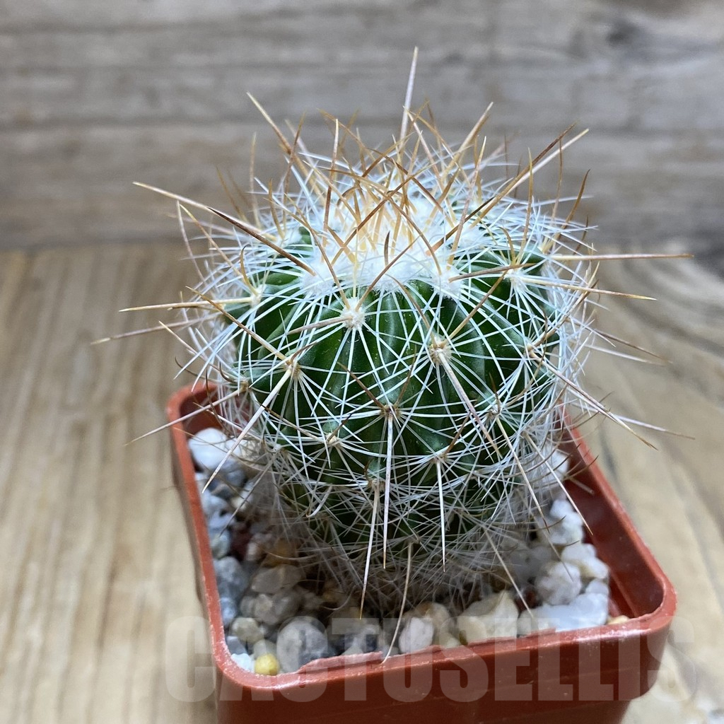 SH7756 Echinofossulocactus vaupelianus - 画像 (2)