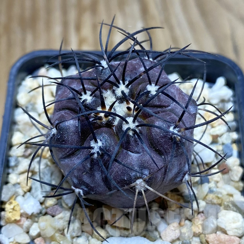 SH7757 Copiapoa griseoviolacea PHA 2419, grafted