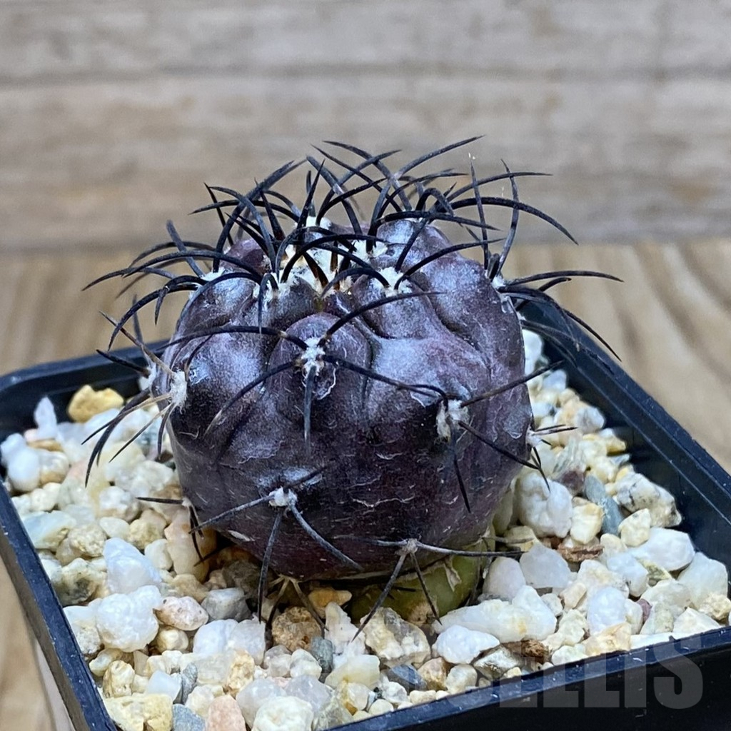 SH7757 Copiapoa griseoviolacea PHA 2419, grafted - Image 2