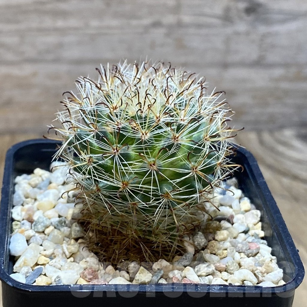 SH7758 Mammillaria tepexicensis - Imagen 2
