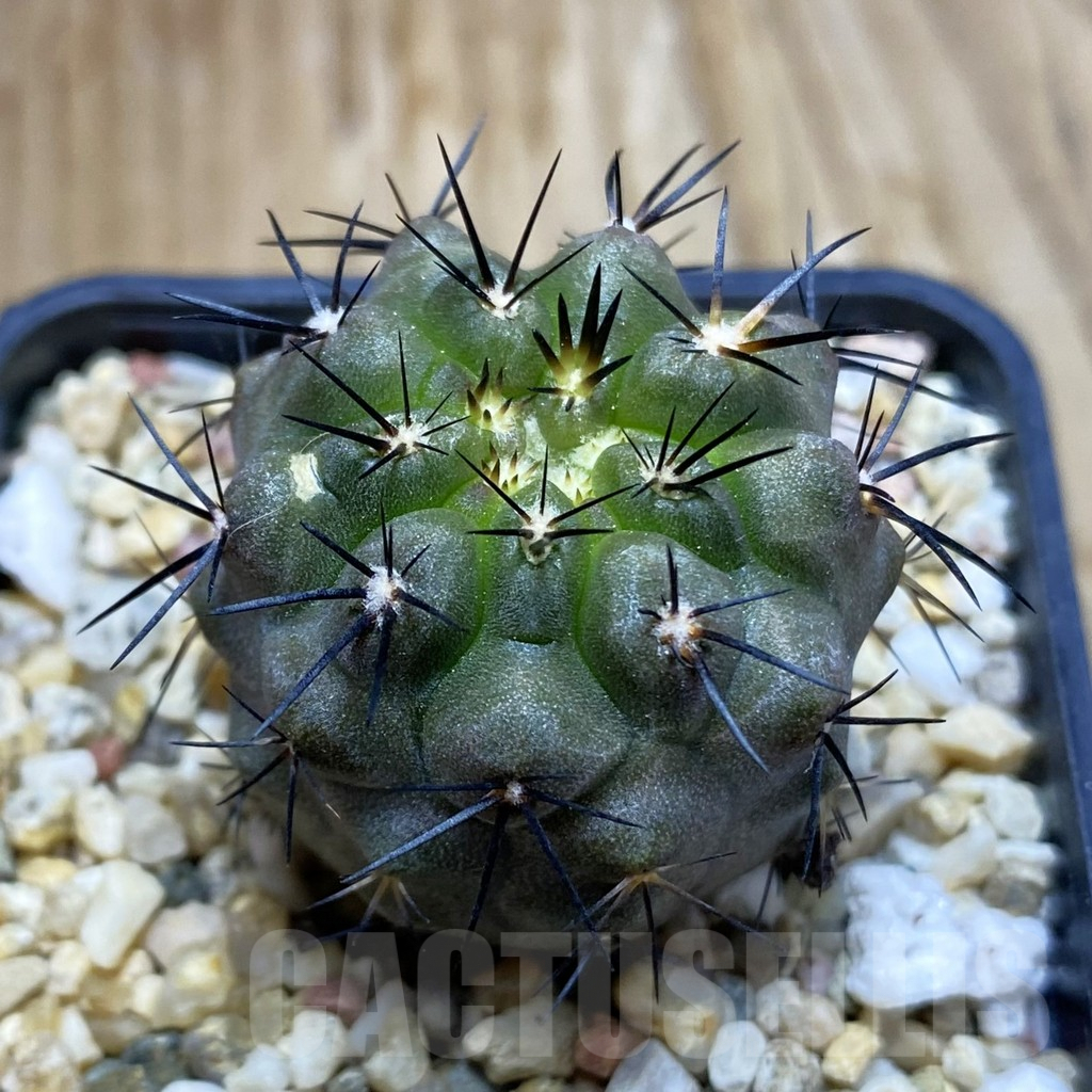 SH7759 Copiapoa marginata