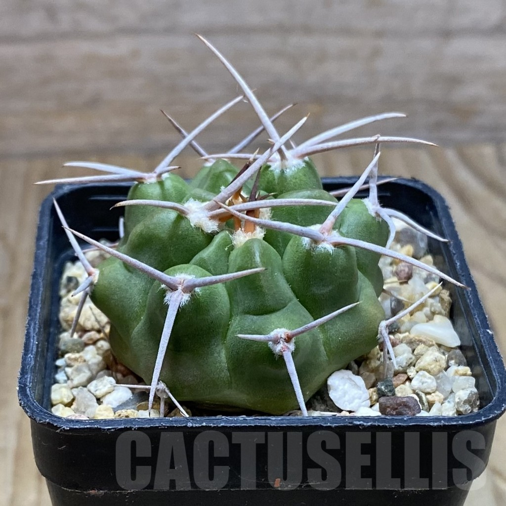 SH7747 Gymnocalycium mostii v. miradorense VG 463 - Imagen 2