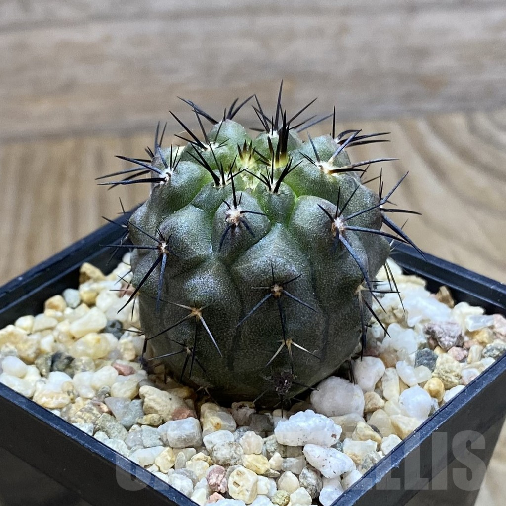 SH7759 Copiapoa marginata - Image 2
