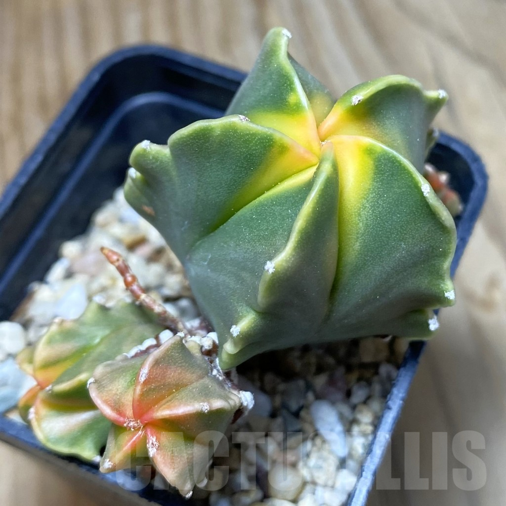 SH7763 Astrophytum myriostigma 'Kikko' f. variegata