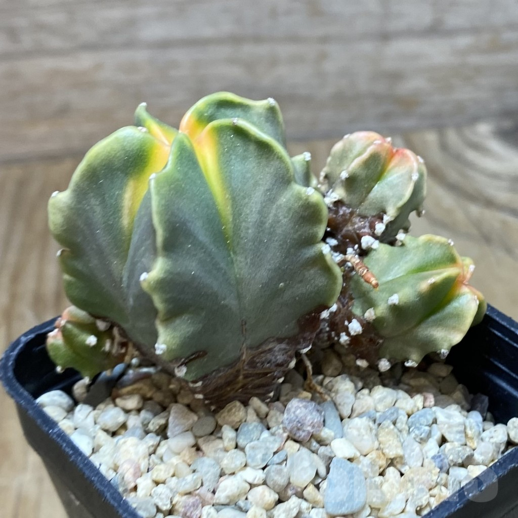 SH7763 Astrophytum myriostigma 'Kikko' f. variegata - Image 2