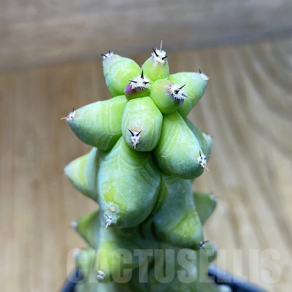 SH7764 Myrtillocactus geometrizans 'Fukurokuryuzinboku'