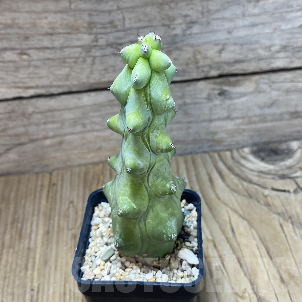 SH7764 Myrtillocactus geometrizans 'Fukurokuryuzinboku' - Image 2