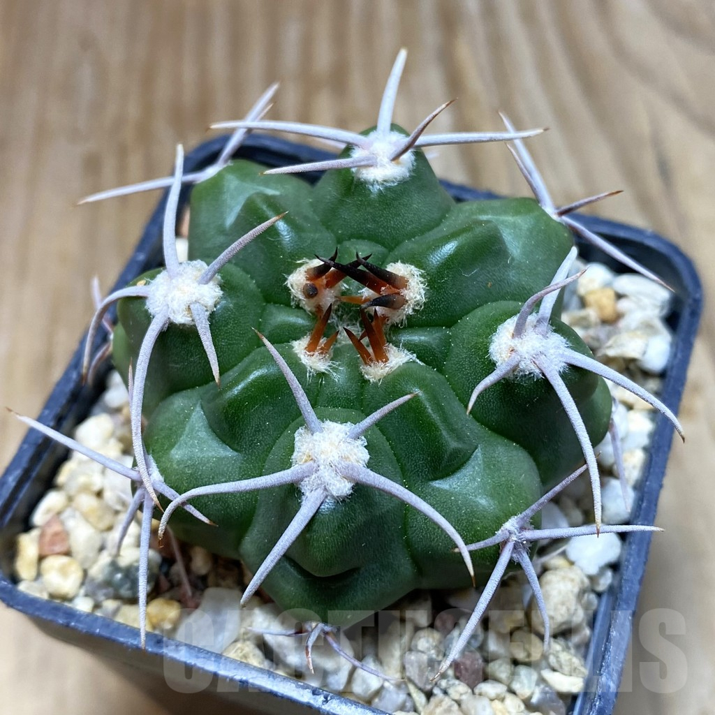 SH7748 Gymnocalycium mostii v. miradorense VG 463