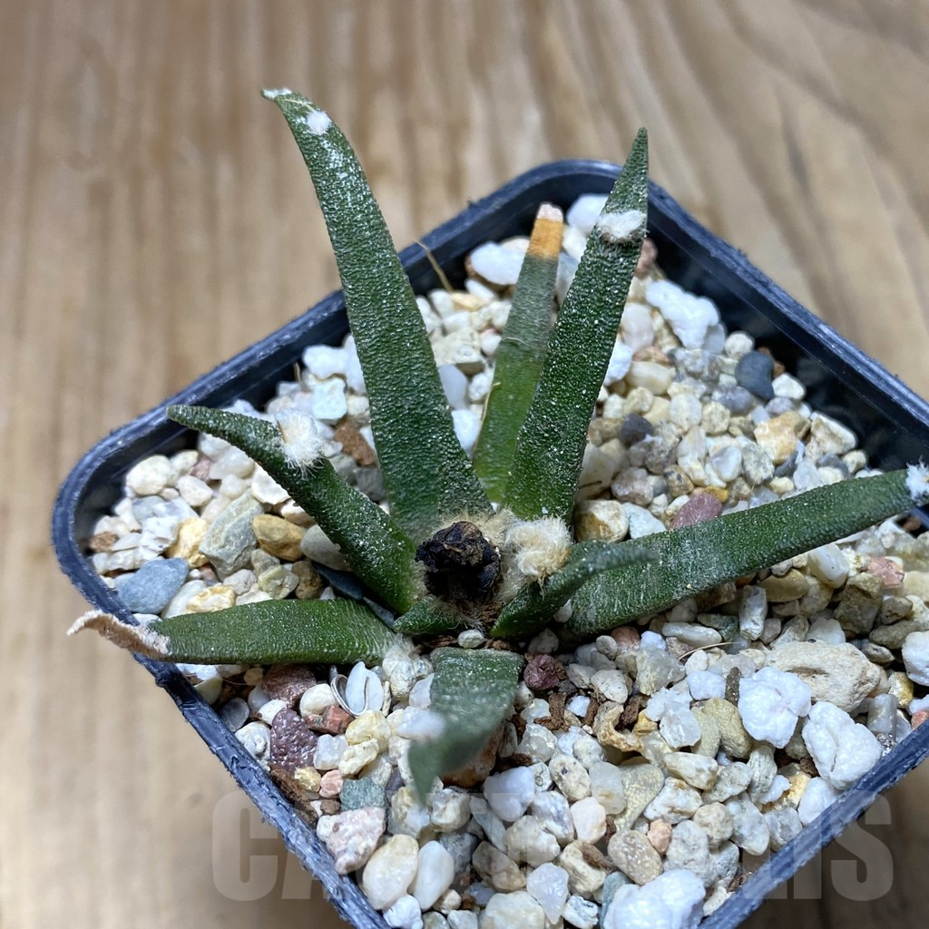 SH7767 Ariocarpus agavoides