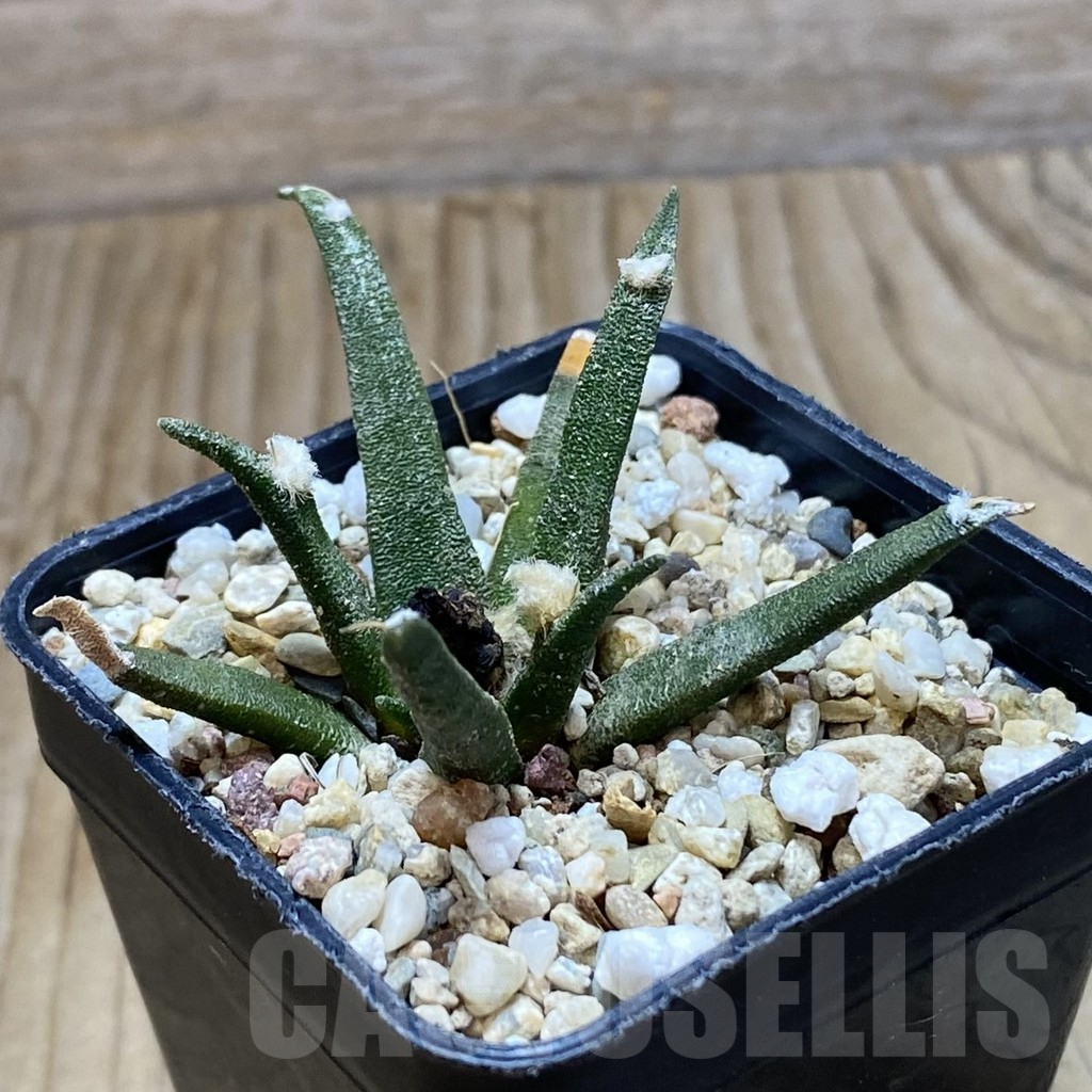 SH7767 Ariocarpus agavoides - Imagen 2
