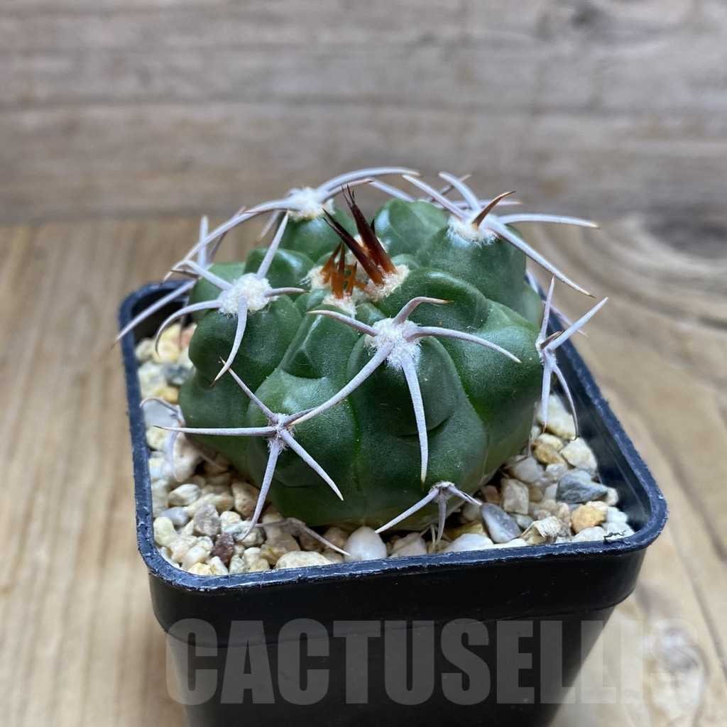 SH7748 Gymnocalycium mostii v. miradorense VG 463 - immagine 2
