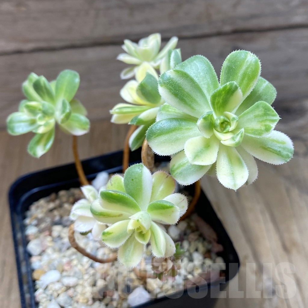 SH7772 Aeonium castello-paivae f. variegata